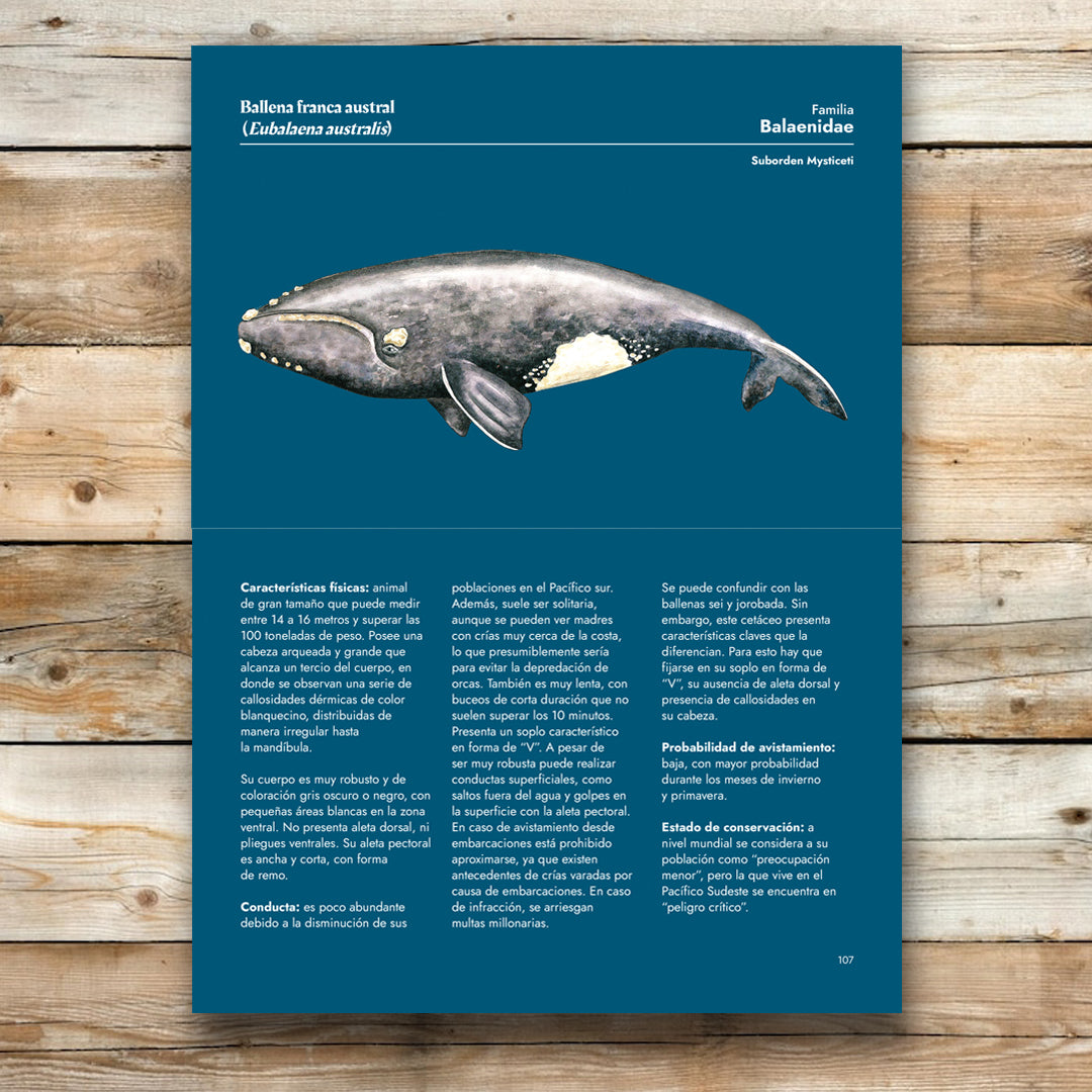 Los cetáceos y otros mamíferos marinos de Chile